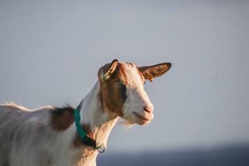A goat grazing on Purdown in Bristol.