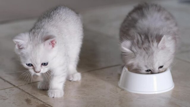 Two adorable kittens eating from same bowl. Funny cute kitties appetizingly eat special food for pet. 