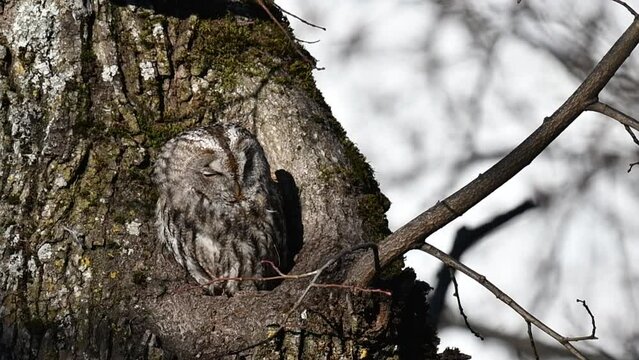 The tawny owl in the winter season (Strix aluco)
