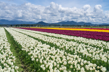 Skagit Valley Tulip Festival