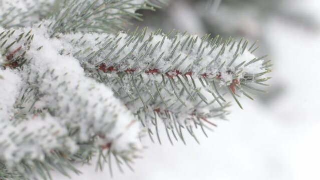 snow falling at the fir trees branches