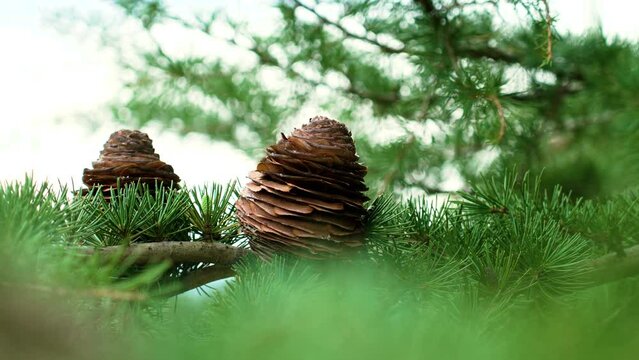 Beautiful cedar pine cones. Evergreen cedrus tree with green foliage in woodland