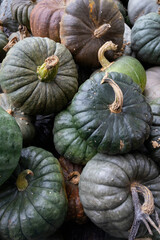 Collection of fresh picked Pumpkins outdoors full frame as background close up