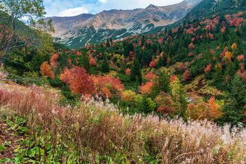 Autumn in Rackova dolina valley in Western Tatras mountains in Slovakia © honza28683
