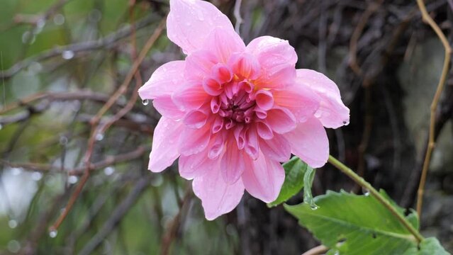 4K slow motion macro pink flower during the rain