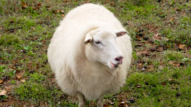 Portrait of funny sheep close up grazing on a farm pasture chewing grass. Bentheimer Landschaf