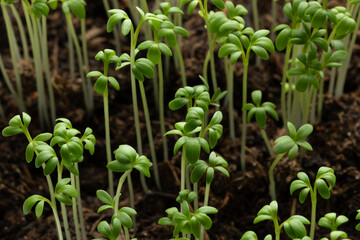 Fresh green Garden cress sprouts homegrown close up full frame