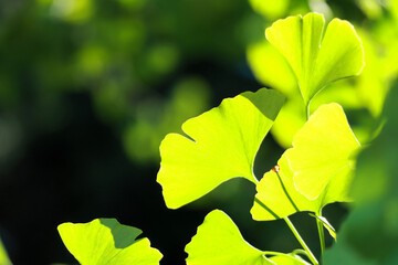 Obraz premium 輝くイチョウの葉