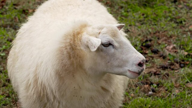 Grazing Bentheimer Landschaf sheep close up in a pasture