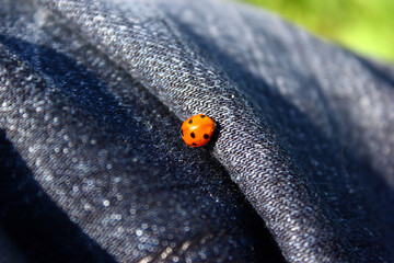 Ladybug sitting on jeans close-up