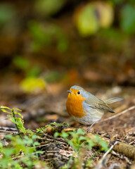 European robin (Erithacus rubecula) is a small insectivorous passerine bird. It is found across Europe, east to Western Siberia and south to North Africa; it is sedentary in most of its range.