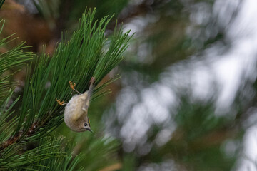 The goldcrest (Regulus regulus) is a very small passerine bird in the kinglet family. Its colourful golden crest feathers, as well as being called the 