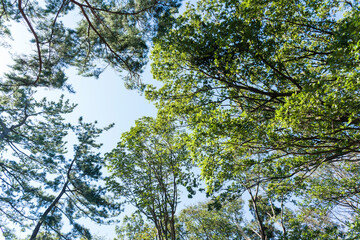 Fototapeta premium 大倉山公園