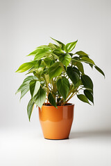 Philodendron in terracotta pot isolated on white background.
