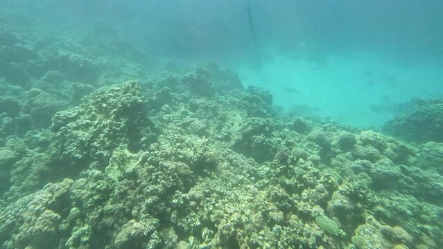 View coral reef under crystal clear water, sea ripples reflected. Slow motion. 4K