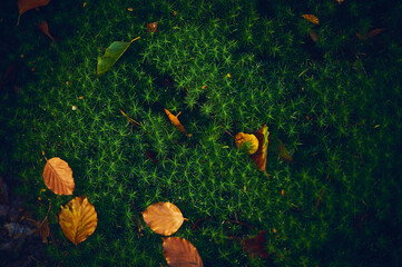 Orange leaves on mossy ground. High quality photo - 669860019