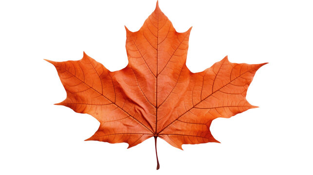 maple leaf on the transparent background