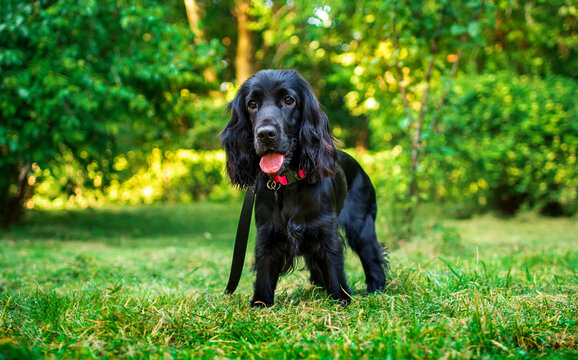 English cocker spaniel puppy standing on green grass. The dog is black. The puppy has opened its mouth and is showing its tongue. Dog on a leash. A walk in the park. The photo is blurred