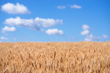 Gold ears of wheat against the blue sky and clouds soft focus, closeup, agriculture background