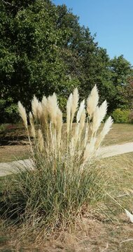 Pampas grass or Cortaderia selloana, beautiful sweet grass with its charming flower panicles in white-cream plume on tall stems with grey-green foliage bending and quivering in the wind
