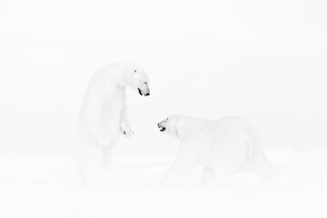 Art wildllife. Black and white art photo of two polar bears fighting on drifting ice in Arctic...