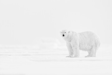 Art wildllife. Black and white art photo of polar bears on drifting ice in Arctic Svalbard. Animal fight in white snow. Arctic white photo, nature wildlife. © ondrejprosicky