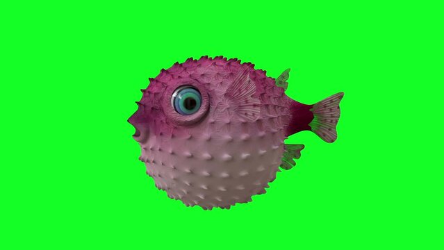 Pink puffer fish cartoon isolated on green screen background