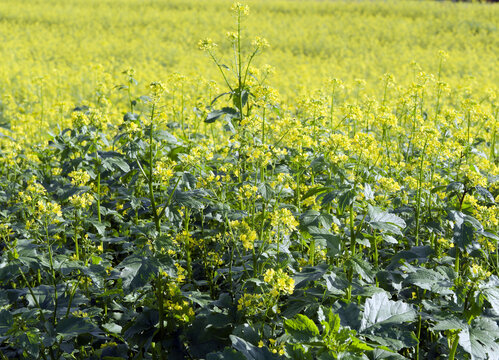 (Sinapis alba) White mustard, an erect plant with yellow four-petalled flowers and alternate lobed and toothed green leaves
