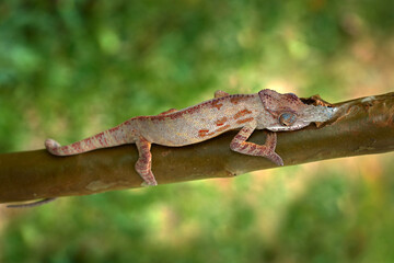 lesser chameleon, Furcifer minor, sitting on the tree branch in the nature habitat, Ranomafana NP. Endemic Lizard from Madagascar. Chameleon in the night.