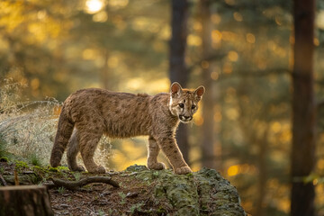 The cougar (Puma concolor) in the fir forest at sunrise. Young dangerous carnivorous beast.