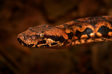 Tree Boa, wildlife nature.