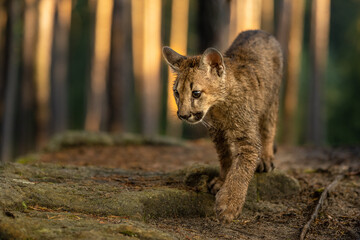 The cougar (Puma concolor) in the fir forest at sunrise. Young dangerous carnivorous beast.