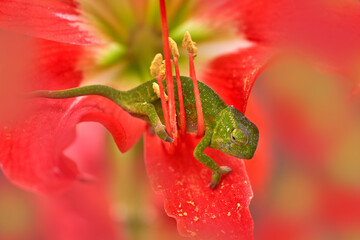 Chameleon in red flower bloom. Wills’ chameleon, Furcifer willsii, in the habitat,...