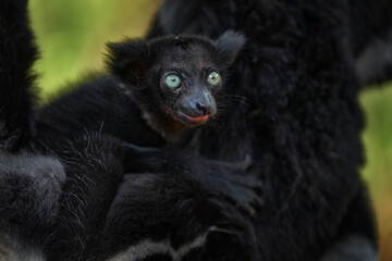 Young cub animal baby in the black fur coat. Indri, monkey with young babe cub in Kirindy Forest, Madagascar. Lemur in the nature habitat. Sifaka on the tree, sunny day. Largest living lemur. Wildlife
