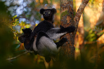 Wildlife Madagascar, indri monkey portrait, Madagascar endemic. Lemur in nature vegetation. Sifaka on the tree, sunny evening. Monkey with yellow eye. Nature forest tree habitat.