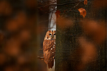 Tawny owl hidden in the fall wood, sitting on tree trunk in the dark forest habitat. Beautiful animal in nature. Bird in the Germany forest. Autumn wildlife in the Forrest. Orange leaves with bird.