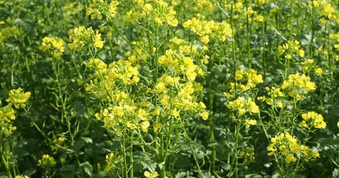 Sinapis alba | White mustard. Late-flowering plant .Erect rowed hairy stalks with pinnate leaves and yellow flowers producing bristled seed pods
