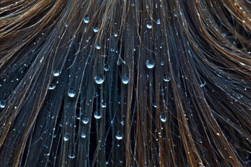 Hair fiber optics background with lots water drops - obrazy, fototapety, plakaty