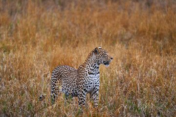 Botswana wildlife. Leopard, Panthera pardus shortidgei, grass walk nature habitat, big wild cat in the nature habitat, sunny day on the savannah, Okavango delta Botswana. Wildlife nature, Africa