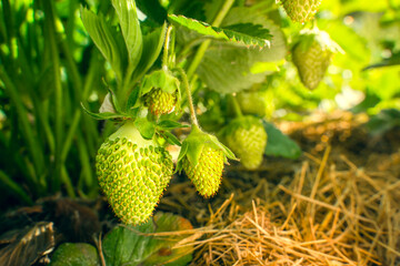Green unripe strawberries grow on a plantation close-up