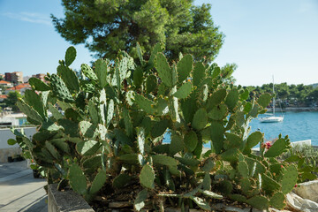 opuncja, Opuntia Mill © meegi