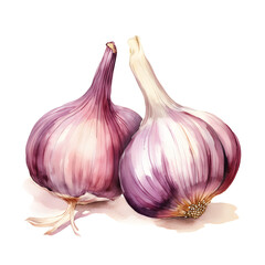 Watercolor garlic isolated png