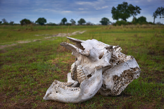 Bone skeleton of elephant head, in the savannah, Okavango delta, Botswana in Africa. Skull head in the green grass.