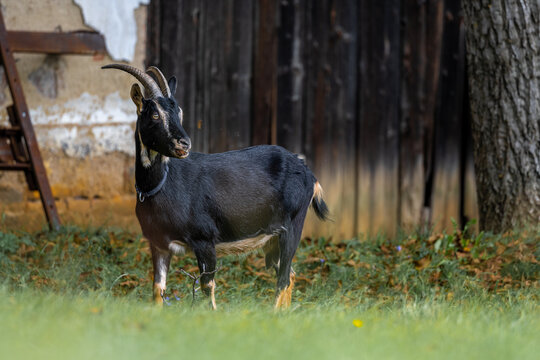 Poitou Goat (Capra aegagrus f. hircus) on the village home farm.