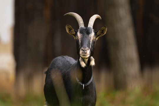 Poitou Goat (Capra aegagrus f. hircus) on the village home farm.