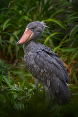 Portrait of big beak bird Shoebill, Balaeniceps rex, strange bird from Congo in Africa. Wildlife nature.