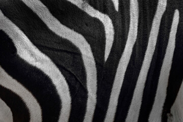 Zebra close-up detail of fur coat, Art view on African nature. Wildlife in South Africa. Black fur with white lines.