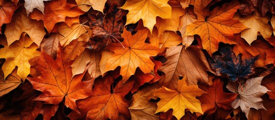 Naklejka na ściany i meble Autumns fallen foliage