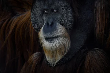 Fotobehang Sumatran orangutan, Pongo abelii,  Critically endangered ape monkey, and found only in north Indonesian island, Sumatra in Indonesia. Orangutan close-up forest portrait.Wild animal, wildlife nature. © ondrejprosicky
