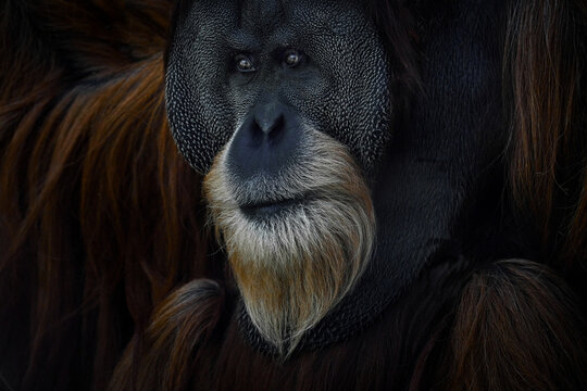 Sumatran orangutan, Pongo abelii,  Critically endangered ape monkey, and found only in north Indonesian island, Sumatra in Indonesia. Orangutan close-up forest portrait.Wild animal, wildlife nature.